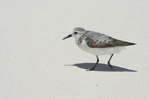 Kentish plover (Charadrius alexandrinus) Photo taken on Crane beach Barbados Barbados,Charadrius alexandrinus,Fall,Geotagged,Kentish plover