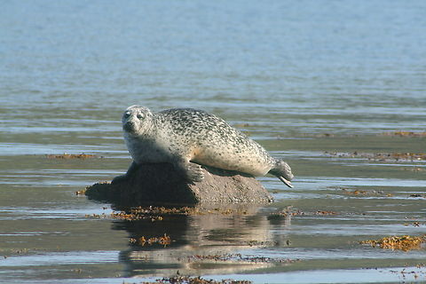 GREY SEAL (HALICHOERUS GRYPUS) Photo take Taghnabruaich Scotland Geotagged,Grey seal,Halichoerus grypus,Summer,United Kingdom