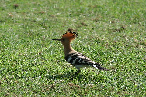 African Hoopoe (Upupa africana) photographed while playing Golf at Villamarting Golf Course Spain. not a great picture as only has small camera Geotagged,Hoopoe,Spain,Summer,Upupa epops