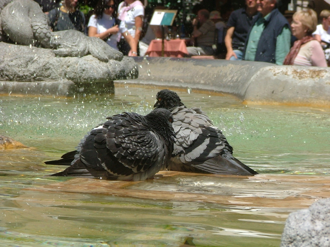 Feral pigeons (Columba livia domestica) Photo take with birds in the fountain at the bottom of the Spanish Steps in Rome Columba livia,Columba livia domestica,Domestic Rock Pigeon,Geotagged,Italy,Rock dove,Spring