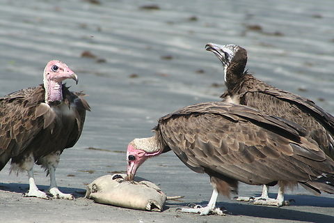 Hooded Vulture (Necrosyrtes monachus) Picture take on the banks of the Halahin River, Gambia/Senegal boarder. near to the mouth of the river. The local fishermen were unloading their catch. there was a lot of discarded fish lying around with huge numbers of birds feeding on the fish the fishermen did not want. if you zoom in on the map you can see the fishing boats Fall,Geotagged,Hooded Vulture,Necrosyrtes monachus,The Gambia