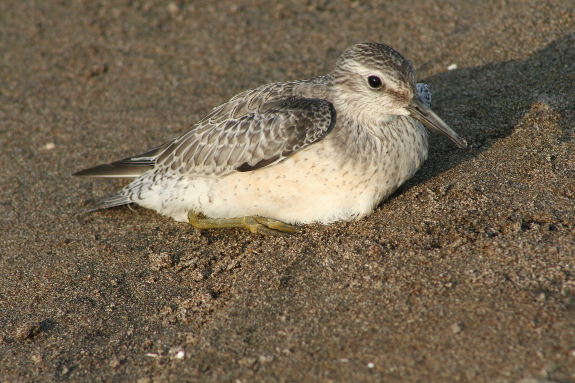 Red Knot  (Calidris canutus) Took this picture while visiting the archaeological sites  of Phaselis. The original harbour was constructed in the 7th century BC. The ruins you can see now date from the 13th century. Apparently the emperor Hadrian visited the city in AD 129. ( he of wall fame). I am fairly sure this is a Green Sandpiper in non-breading plumage but happy to be corrected . Calidris canutus,Geotagged,Red knot,Summer,Tringa ochropus,Turkey,green sandpiper