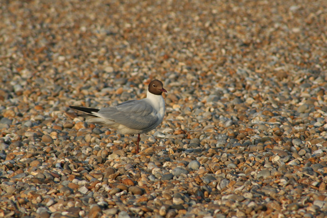 Black Headed Gull. ( Chroicocephalus ridibundus) Picture take on Aldeburgh Beach Suffolk.  Black-headed gull,Chroicocephalus ridibundus,Geotagged,Summer,United Kingdom