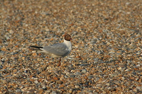 Black Headed Gull. ( Chroicocephalus ridibundus) Picture take on Aldeburgh Beach Suffolk.  Black-headed gull,Chroicocephalus ridibundus,Geotagged,Summer,United Kingdom
