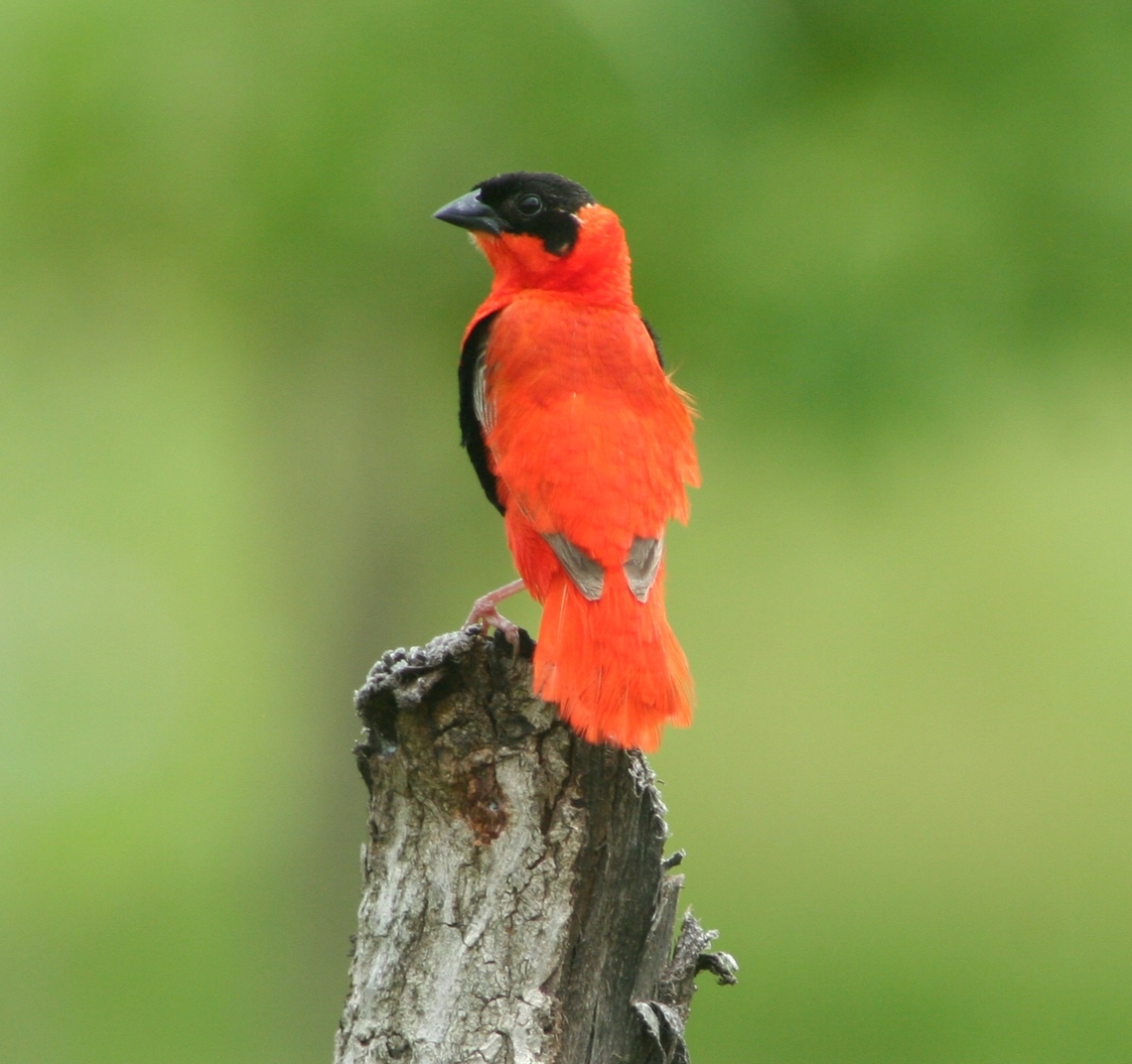Northern Red Bishop (Euplectes franciscanus) Saw a number of red bishops but this was the only one I could get any sort of picture of. The Gambia was a bit of a disaster as halfway through the trip I ruined my camera with sea water.  Euplectes franciscanus,Fall,Geotagged,Northern red bishop,The Gambia