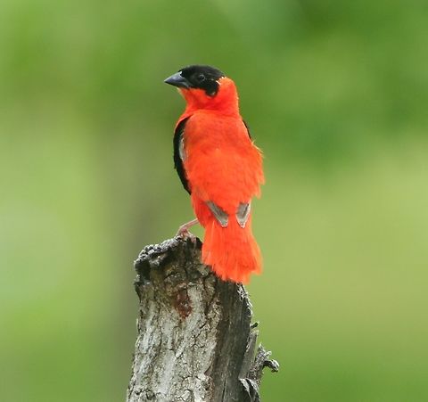 Northern Red Bishop (Euplectes franciscanus) Saw a number of red bishops but this was the only one I could get any sort of picture of. The Gambia was a bit of a disaster as halfway through the trip I ruined my camera with sea water.  Euplectes franciscanus,Fall,Geotagged,Northern red bishop,The Gambia