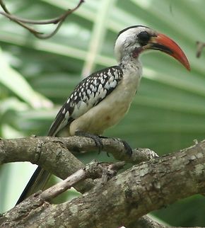 Red billed Hornbill (Tockus erythrorhynchus)  Fall,Geotagged,Northern red-billed hornbill,The Gambia,Tockus erythrorhynchus