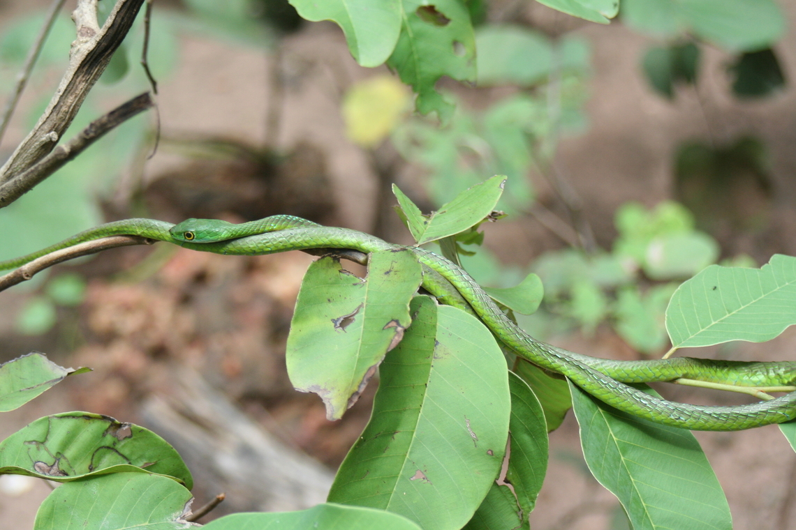 help to identify please. Need help identifying. it might be a spotted bush snake, green tree snake or perhaps a green mamba. the photo was taken on a trip to the Gambia. fairly dense wooded area near the coast. the 2 snakes in the picture are small maximum 12 inches, probably juvenile. I didn't get to close just in case there were more in the undergrowth. Fall,Geotagged,The Gambia