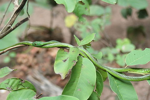 help to identify please. Need help identifying. it might be a spotted bush snake, green tree snake or perhaps a green mamba. the photo was taken on a trip to the Gambia. fairly dense wooded area near the coast. the 2 snakes in the picture are small maximum 12 inches, probably juvenile. I didn't get to close just in case there were more in the undergrowth. Fall,Geotagged,The Gambia