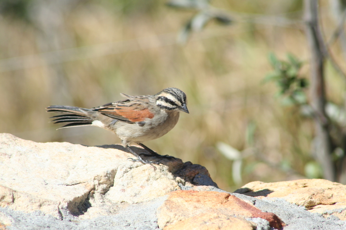Cape bunting (Emberiza capensis)  Cape bunting,Emberiza capensis,Geotagged,South Africa,Summer