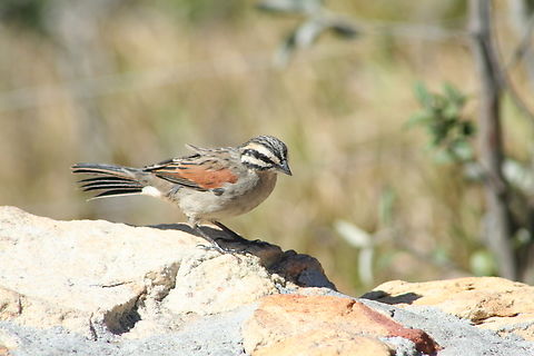 Cape bunting (Emberiza capensis)  Cape bunting,Emberiza capensis,Geotagged,South Africa,Summer