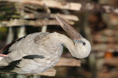 Asian Openbill ( Anastomus Oscitans) Picture taken while on a boat trip on Koggala lake south Sri Lanka Anastomus oscitans,Asian openbill,Geotagged,Sri Lanka,Winter