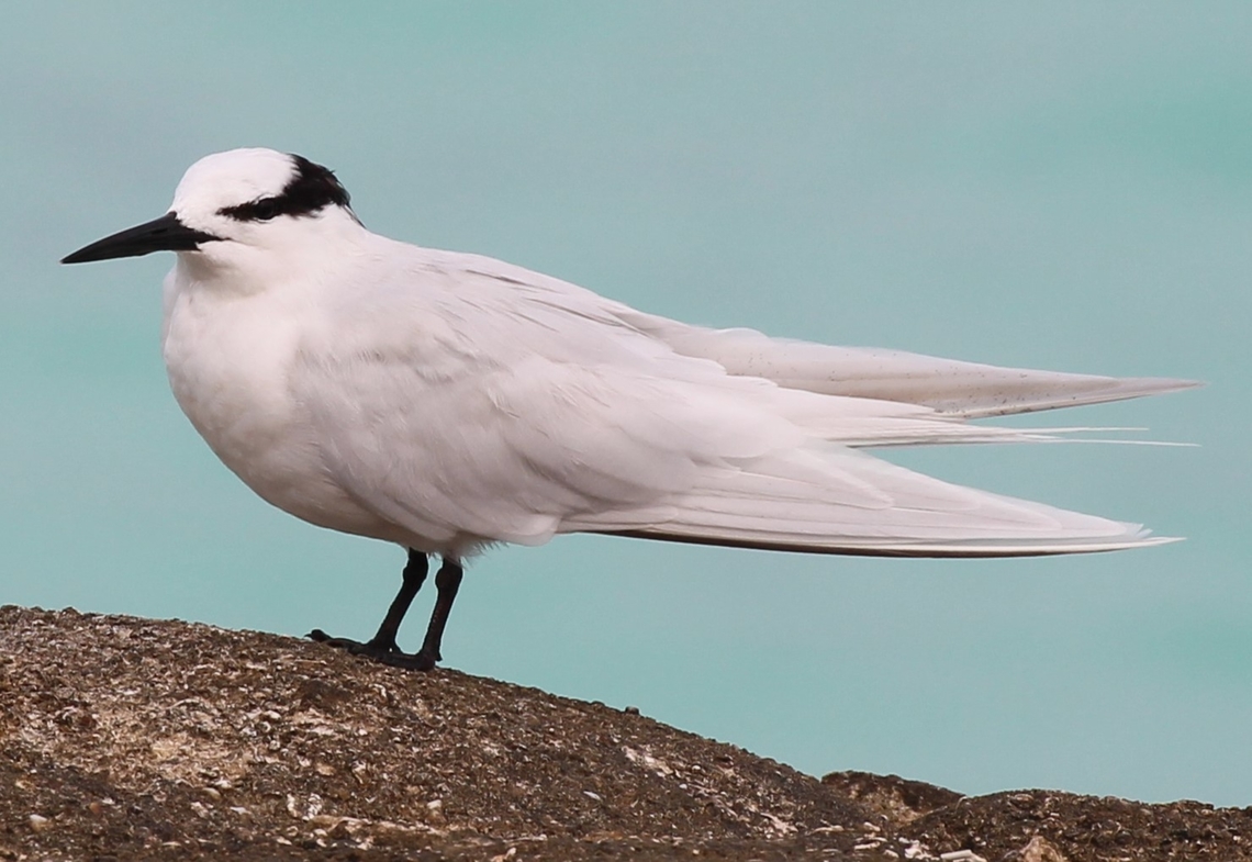 Black Naped Tern. ( Sterna sumatrana) Photo taken on Makunudu Island in the Maldives Geotagged,Maldives,Sterna sumatrana,Winter,black naped Tern