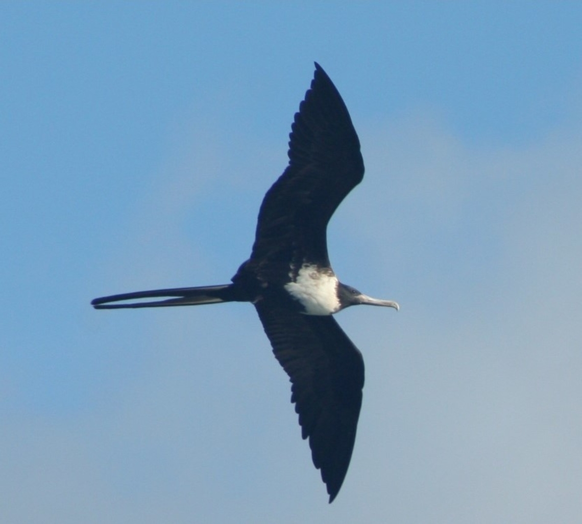 Magnificent Frigatebird ( Fregata Magnificens ) Picture taken while on holiday in St Lucia Fregata magnificens,Geotagged,Magnificent Frigatebird,St Lucia