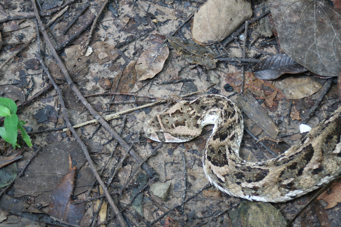Gaboon viper (Bitis Gabonica) Picture taken while walking in the bush in Gambia Bitis gabonica,Fall,Gaboon viperBitis gabonica,Geotagged,The Gambia