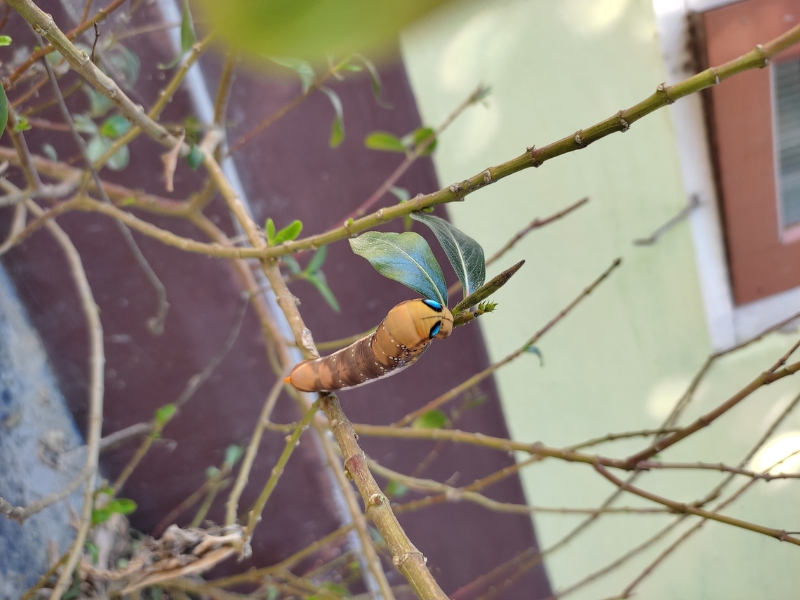 IMG_20220215_130107 A oleander hawk moth caterpillar found near my house..  Daphnis nerii,Geotagged,India,Oleander hawk-moth,Winter