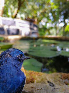 Tickelle's blue flycatcher ටිකල් නිල් මැසිමාරා
Sri Lanka  Cyornis tickelliae,Geotagged,Sri Lanka,Tickells Blue Flycatcher