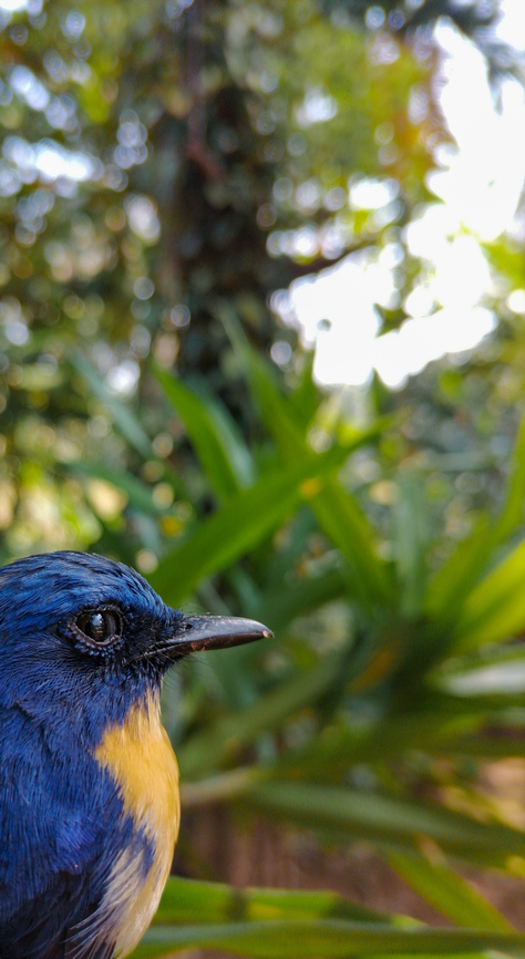 Tickelles_blue_flycatcher Tickells Blue Flycatcher<br />
Location : Sri Lanka /Kegalle <br />
ටිකල් නිල් මැසිමාරා <br />
රන් ලය නිල් මැසිමාරා Birds,Cyornis tickelliae,Geotagged,Sri Lanka,Tickells Blue Flycatcher,flycatcher