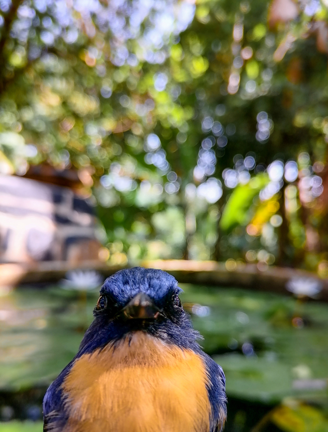 Tickelle's blue flycatcher Tickelle&#039;s blue flycatcher<br />
Sri Lanka <br />
ටිකල් නිල් මැසිමාරා  Birds,Cyornis tickelliae,Sri Lanka,Tickells Blue Flycatcher