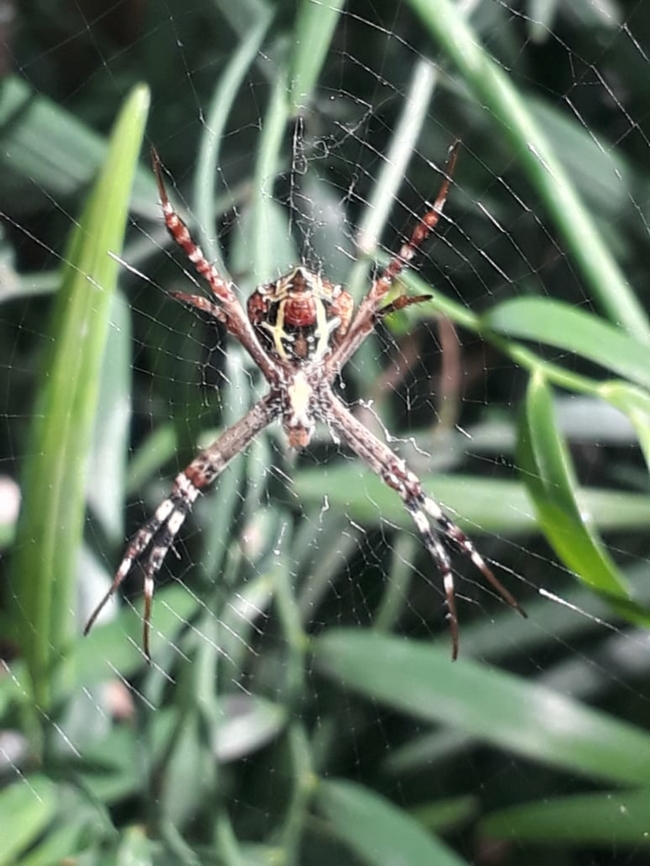 Argiope anasuja signature spider Found on Mount Carmel College campus ,Bengaluru ,June 2019 Argiope anasuja,Bengaluru,Mount Carmel College campus,Signature Spider