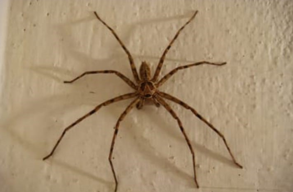 Heteropoda Sparassidae - Huntsman spider Heteropoda Sparassidae - Huntsman spider- on Mount Carmel College Campus, Bengaluru, August 2019 Bengaluru,Heteropoda Sparassidae - Huntsman spider,Mount Carmel College campus