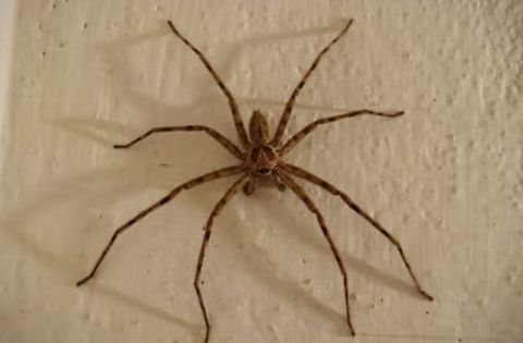 Heteropoda Sparassidae - Huntsman spider Heteropoda Sparassidae - Huntsman spider- on Mount Carmel College Campus, Bengaluru, August 2019 Bengaluru,Heteropoda Sparassidae - Huntsman spider,Mount Carmel College campus