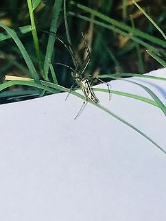 Tertragnatha long jawed spider Tertra gnatha  long jawed spider ,Mount Carmel College campus, Bengaluru March 2019 Bengaluru,Mount Carmel College Autonomous,Tertra gnatha  long jawed spider,Tetragnatha viridis