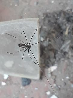 Tailed cellar spider