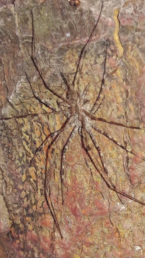 Hersilia the Two tailed spider Hersilia the Two tailed spider, Mount Carmel College Bengaluru campus Hersilia,Mount Carmel College Bengaluru campus,Two tailed spider