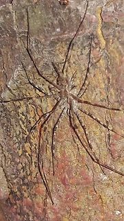 Hersilia the Two tailed spider Hersilia the Two tailed spider, Mount Carmel College Bengaluru campus Hersilia,Mount Carmel College Bengaluru campus,Two tailed spider