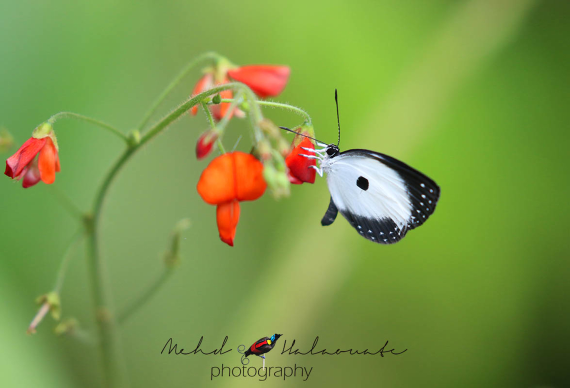Pithecops dionisius A common species of butterflies in Papua, Indonesia Papua,Pithecops dionisius,butterfly,fauna of New Guinea,jewel,nature
