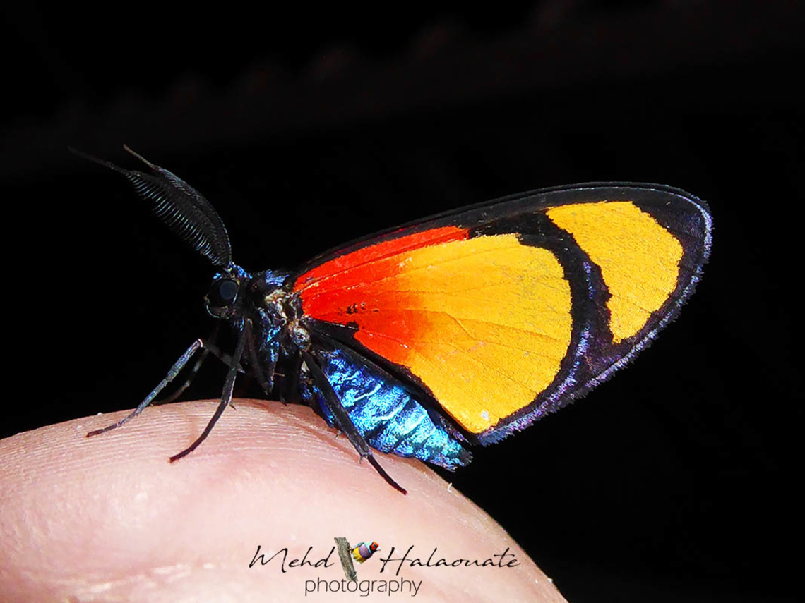 Eubordeta flammea A moth species from the Arfak Mountains in The Vogelkop region, West Papua, Indonesia. Eubordeta flammea,Geotagged,Halaouate,Indonesia,Papua,Summer,beautiful,flame,flora of New Guinea,moth