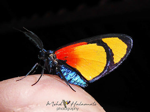Eubordeta flammea A moth species from the Arfak Mountains in The Vogelkop region, West Papua, Indonesia. Eubordeta flammea,Geotagged,Halaouate,Indonesia,Papua,Summer,beautiful,flame,flora of New Guinea,moth