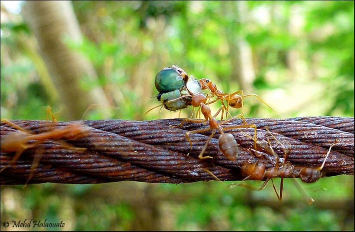 Red Ants Oecophylla smaragdina Red ants dismantling and carrying the rest of a dragonfly. Bali,Green tree ant,Halaouate,Indonesia fauna,Oecophylla smaragdina,Red ants,ants and prey