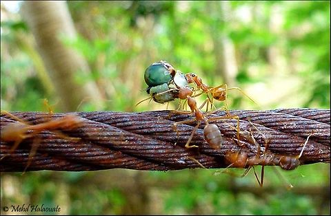 Red Ants Oecophylla smaragdina Red ants dismantling and carrying the rest of a dragonfly. Bali,Green tree ant,Halaouate,Indonesia fauna,Oecophylla smaragdina,Red ants,ants and prey