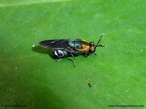 Ptilocera quadridentata Ptilocera quadridentata was photographed in the Jayapura region in Papua, Indonesia. Fall,Geotagged,Halaouate,Indonesia,Papua insects,Ptilocera quadridentata,fauna,nature,wild