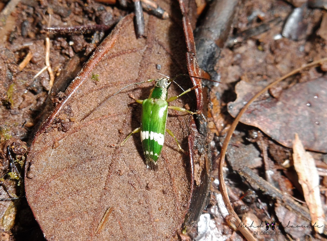 Tmesisternus paniae This beautiful beetle was photographed in the Arfak Mountains, Vogelkop region, West Papua, Indonesia. Geotagged,Halaouate,Indonesia,Papua,Spring,Tmesisternus paniae,fauna,insects,west New Guinea
