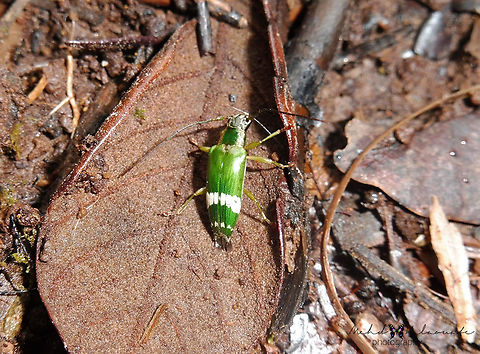 Tmesisternus paniae This beautiful beetle was photographed in the Arfak Mountains, Vogelkop region, West Papua, Indonesia. Geotagged,Halaouate,Indonesia,Papua,Spring,Tmesisternus paniae,fauna,insects,west New Guinea