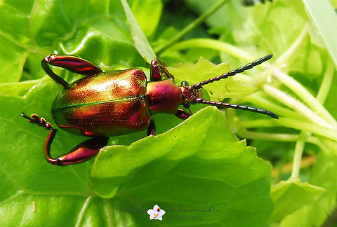 Rainbow Metallic Beetle Sagra femorata (Drury, 1773) From Bali island in Indonesia comes this one. Bali,Geotagged,Halaouate,Indonesia,Metallic beetle,Sagra femorata,Spring,insect,macro,nature
