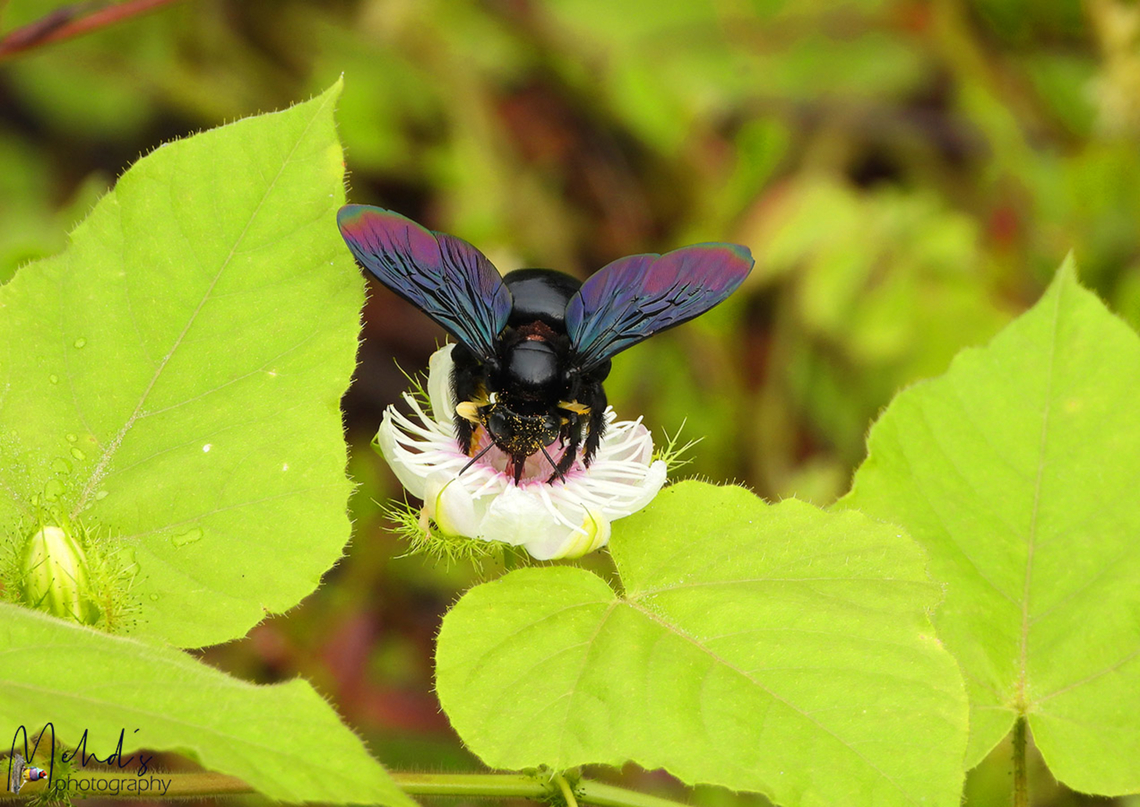 Purple-winged Bamboo Carpenter Xylocopa auripennis_ssp. iridipennis I photographed this one in Amed, Bali island, Indonesia. Amed Bali,Geotagged,Halaouate,Indonesia,Summer,Xylocopa auripennis,beautiful,insect,large,nature