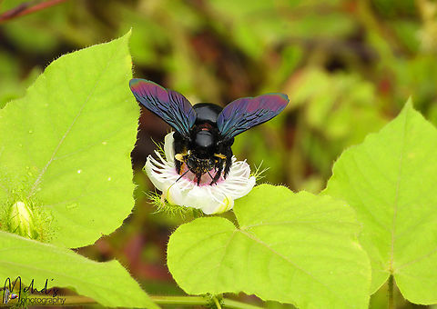 Xylocopa auripennis