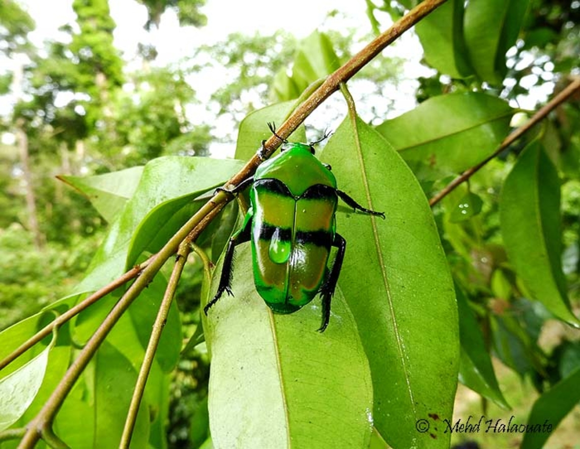 Ischiopsopha bifasciata This beetle was encountered during a birding trip on waigeo island, Raja Ampat, West Papua, Indonesia. Geotagged,Halaouate,Indonesia,Ischiopsopha bifasciata,Jewel beetle,New Guinea,Spring,West Papua,insect