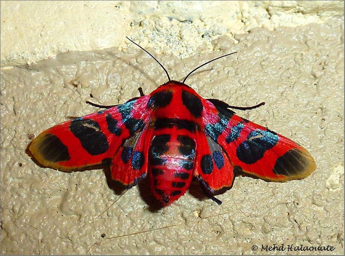 The Red Moth of Borneo Glanycus coendersi (Thyrididae, Strigilinae) This beautiful moth species came for a visit one night. Bali,Glanycus coendersi,Halaouate,Indonesia,Strigilinae,The Red Moth of Borneo Glanycus coendersi,Thyrididae,Trosia nigrorufa