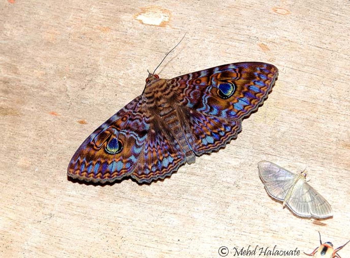 Speiredonia obscura          This moth species, Speiredonia obscura (Erebidae, Erebinae, Hulodini) was photographed in the Arfak Mountains, Vogelkop region, West Papua, Indonesia. Halaouate,Moth,New Guinea,Papua,Speiredonia obscura,wild nature