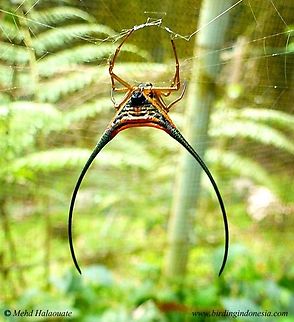 Long Horn Spider (Gasteracantha_arcuata) This beautiful spider was encountered in Sabah, Malaysia. Halaouate,Long-horned Orbweaver,Macracantha arcuata,spider,weird insect