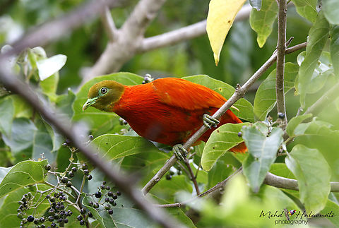 Orange Dove (Ptilinopus victor) One of the most stunning fruit dove species I have ever seen. We had to travel to Taveuni Island in Fiji to look for these birds and it was worth it. Fiji,Halaouate,Orange fruit dove,Ptilinopus victor,Taveuni,nature,wild nature