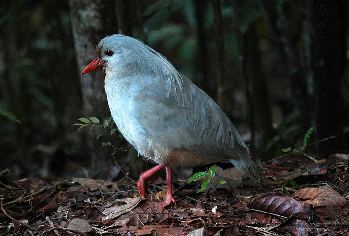 Kagu A nearly gone extinct due to hunting pressure as they are flightless birds and easy prey for many predators. They are making a comeback thanks to conservation efforts implemented in New Caledonia.<br />
In Rivi&egrave;re Bleue Territorial Park there are a few curious individuals that will come and check you out if you are sitting calmly and silently. Kagu,Rhynochetos jubatus