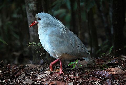 Kagu A nearly gone extinct due to hunting pressure as they are flightless birds and easy prey for many predators. They are making a comeback thanks to conservation efforts implemented in New Caledonia.
In Rivi&egrave;re Bleue Territorial Park there are a few curious individuals that will come and check you out if you are sitting calmly and silently. Kagu,Rhynochetos jubatus