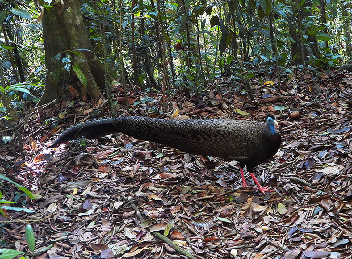 Great Argus We were thrilled to encounter this beautiful male Great Argus Pheasant in a forest in Sumatra and it was willing to show off the beautiful and strange feathers for a few minutes. Argusianus Argus,Great Argus,Halaouate,Pheasant,Sumatra,nature wildlife,wild