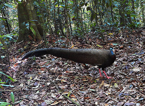 Great Argus We were thrilled to encounter this beautiful male Great Argus Pheasant in a forest in Sumatra and it was willing to show off the beautiful and strange feathers for a few minutes. Argusianus Argus,Great Argus,Halaouate,Pheasant,Sumatra,nature wildlife,wild